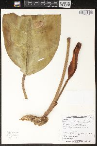 Philodendron pulchrum image