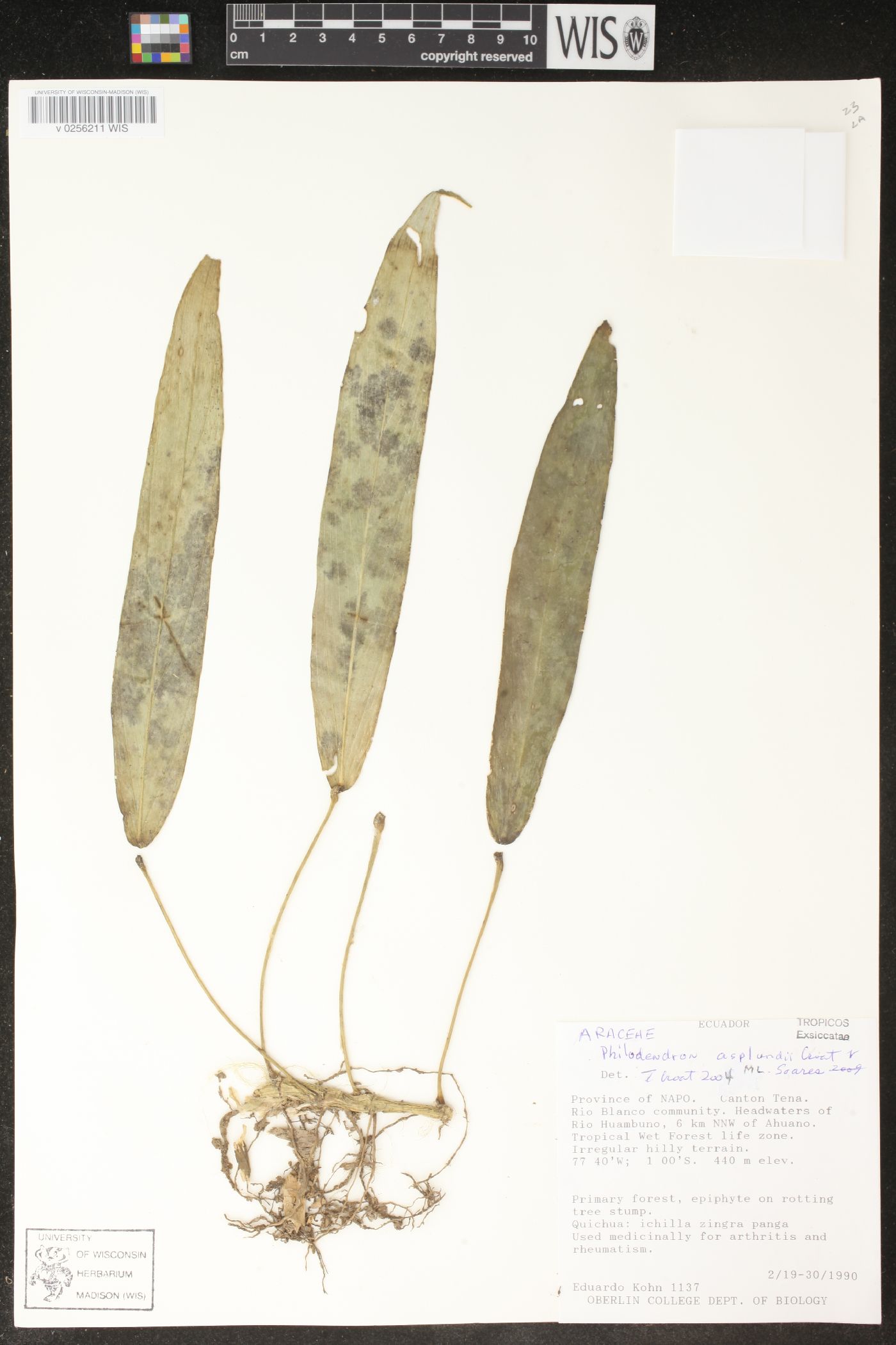 Philodendron asplundii image