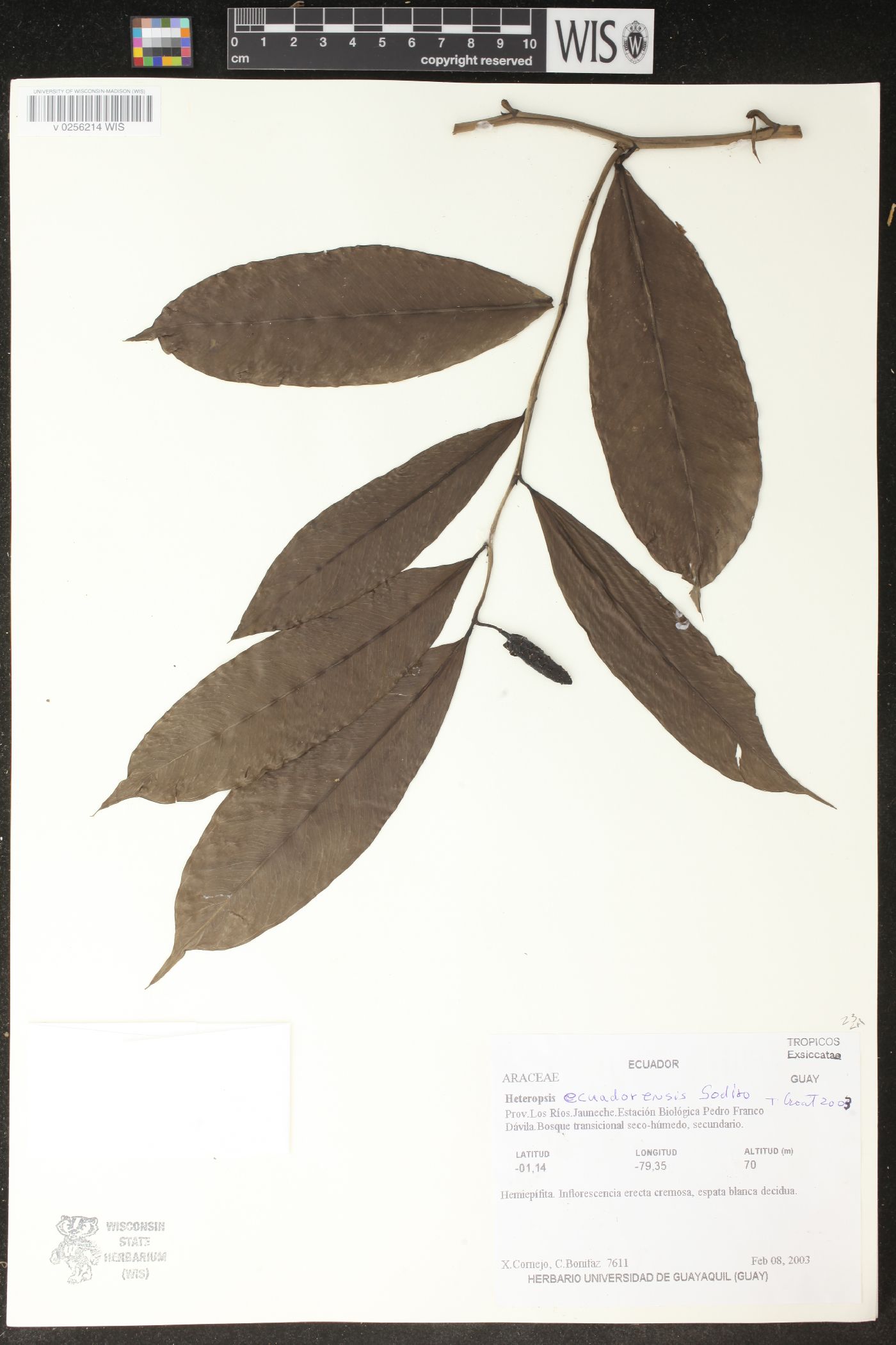 Heteropsis ecuadorensis image