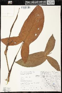 Syngonium macrophyllum image