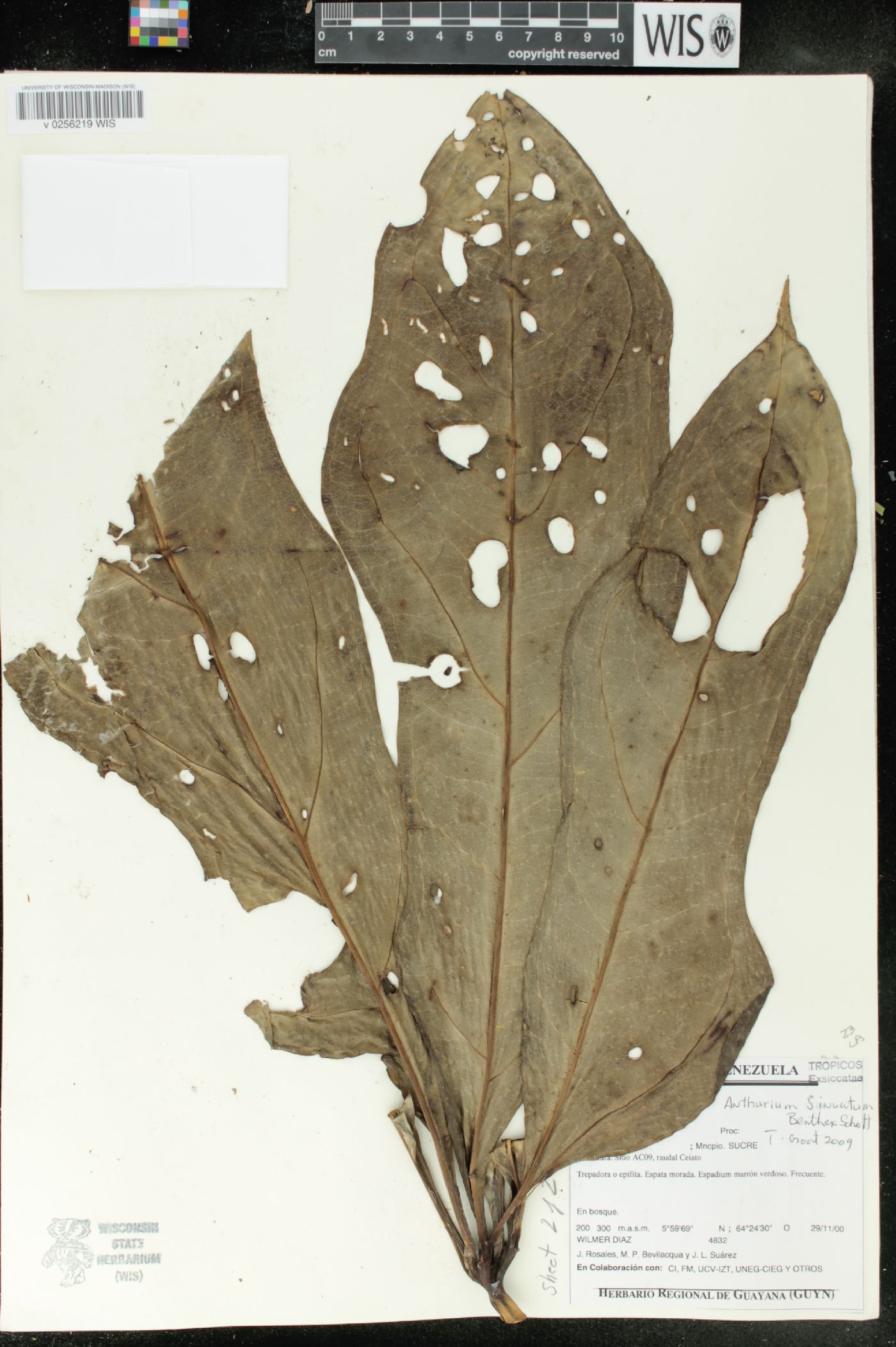 Anthurium sinuatum image