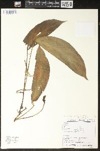 Monstera obliqua image