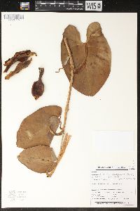 Philodendron muricatum image