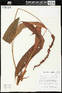 Anthurium testaceum image