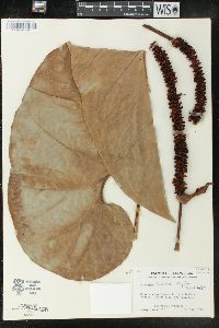 Anthurium brownii image