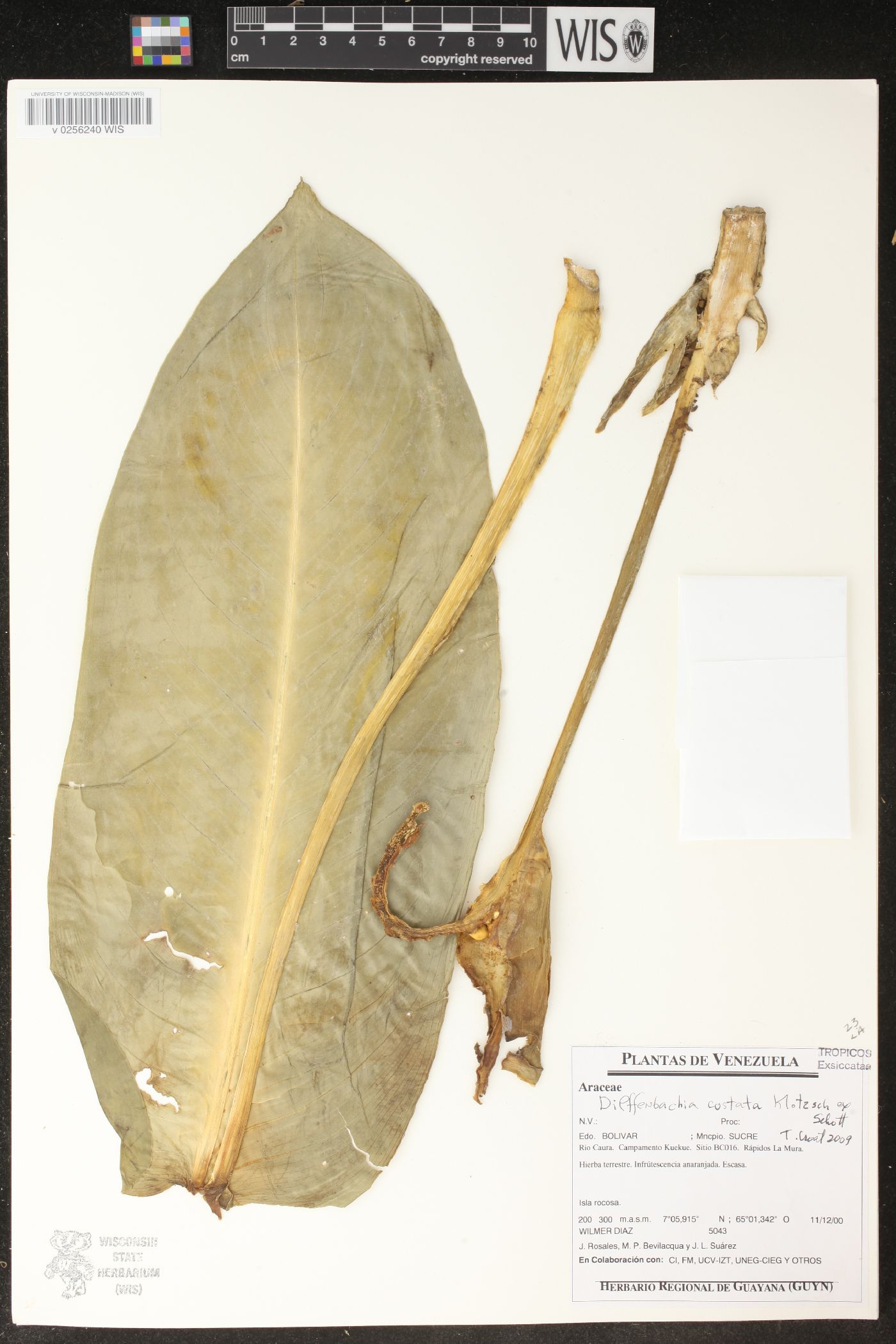 Dieffenbachia costata image