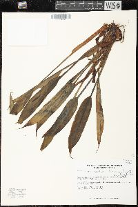 Image of Philonotion spruceanum