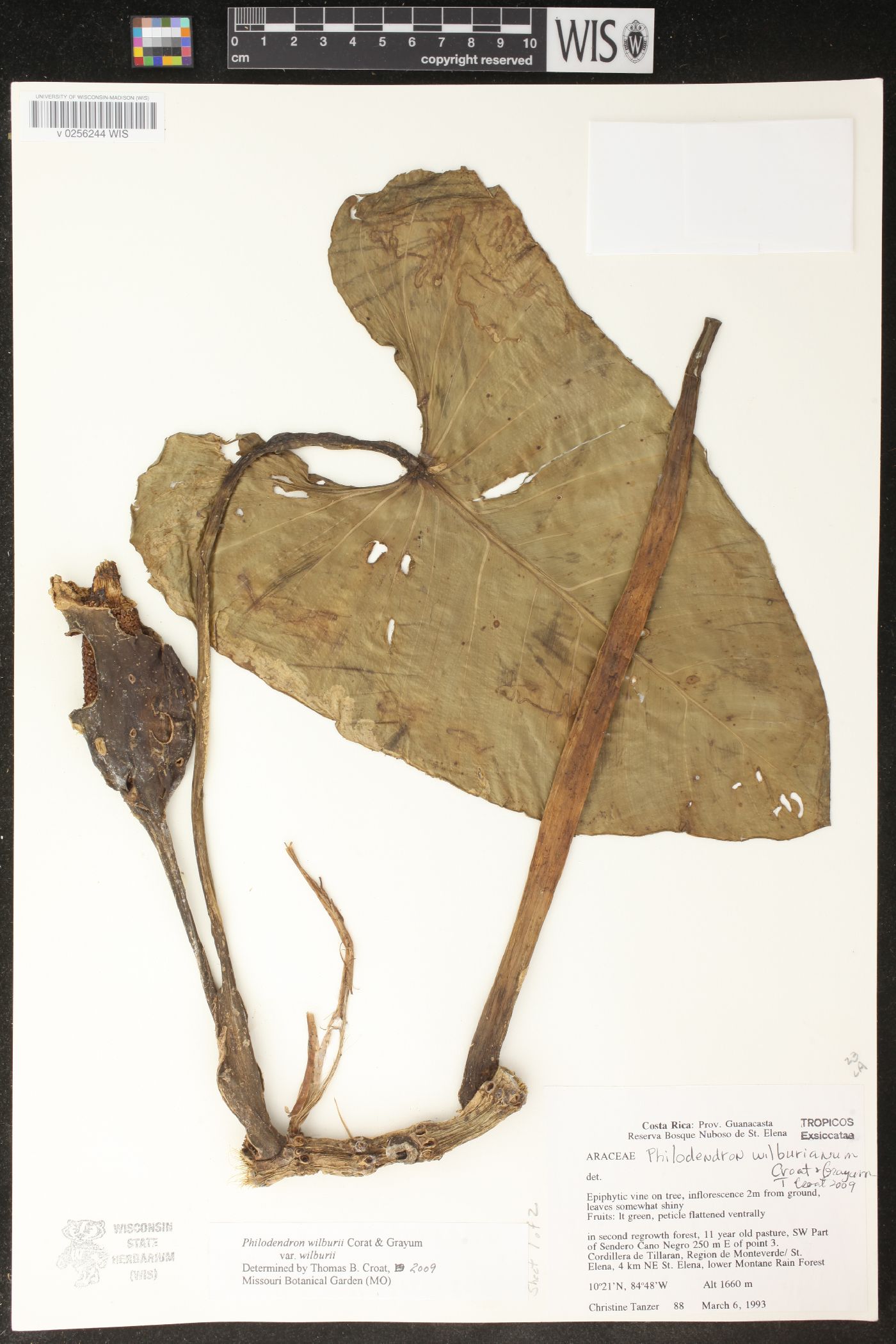 Philodendron wilburii var. wilburii image