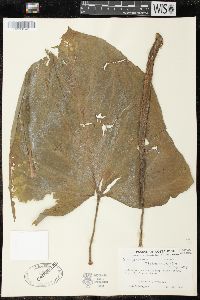 Image of Xanthosoma mexicanum