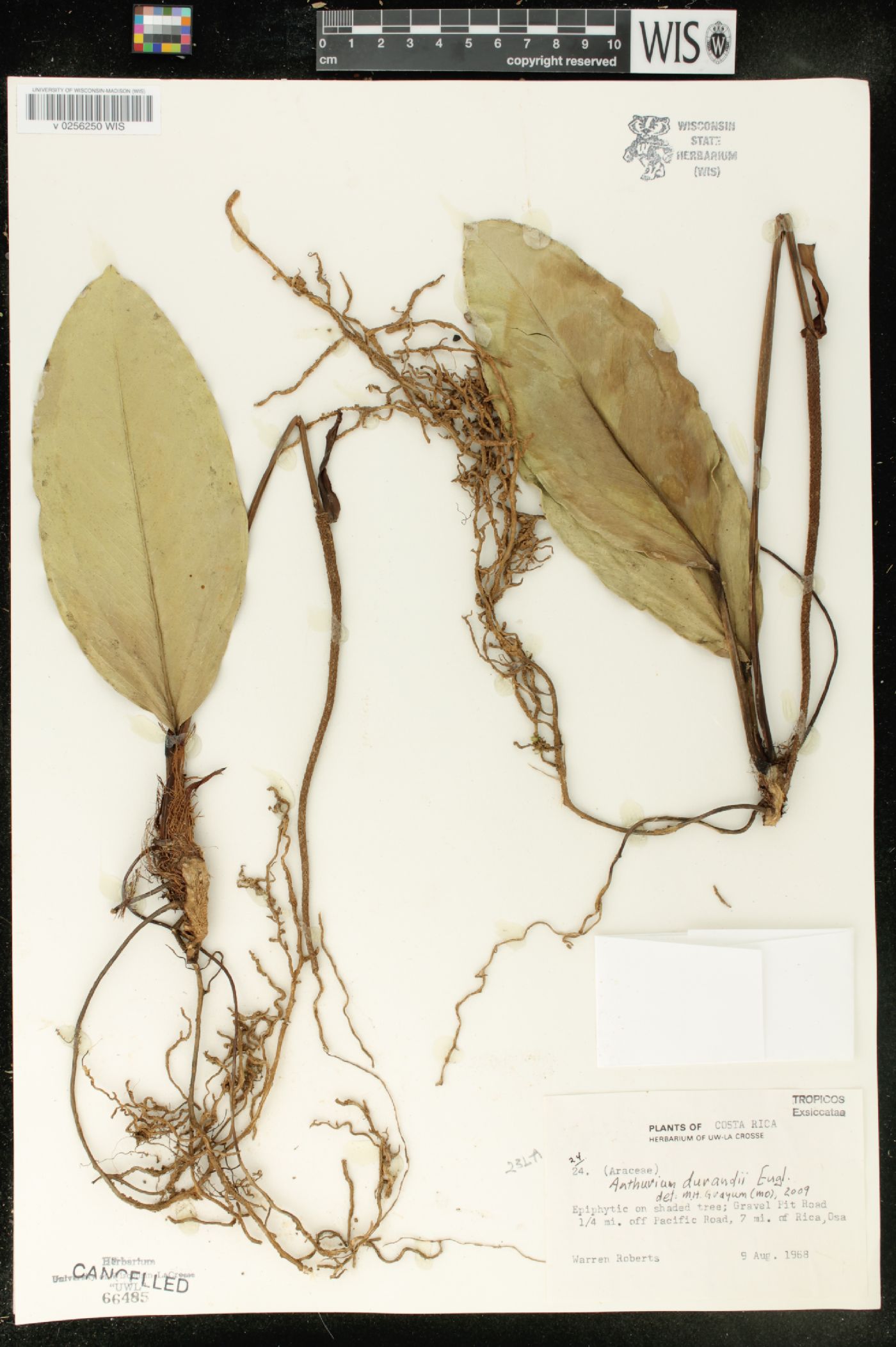 Anthurium durandii image