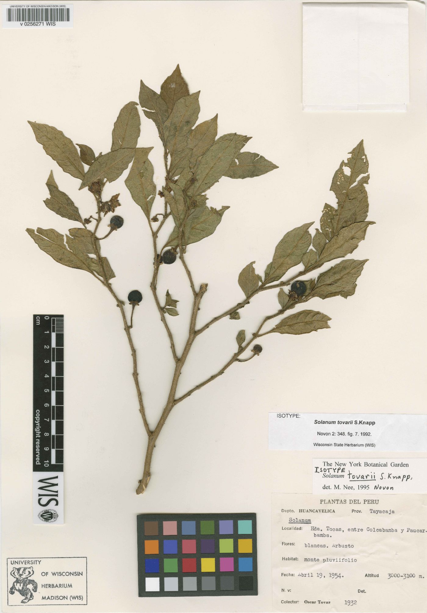 Solanum tovarii image