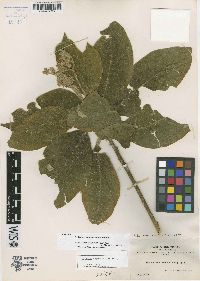 Solanum velutissimum image