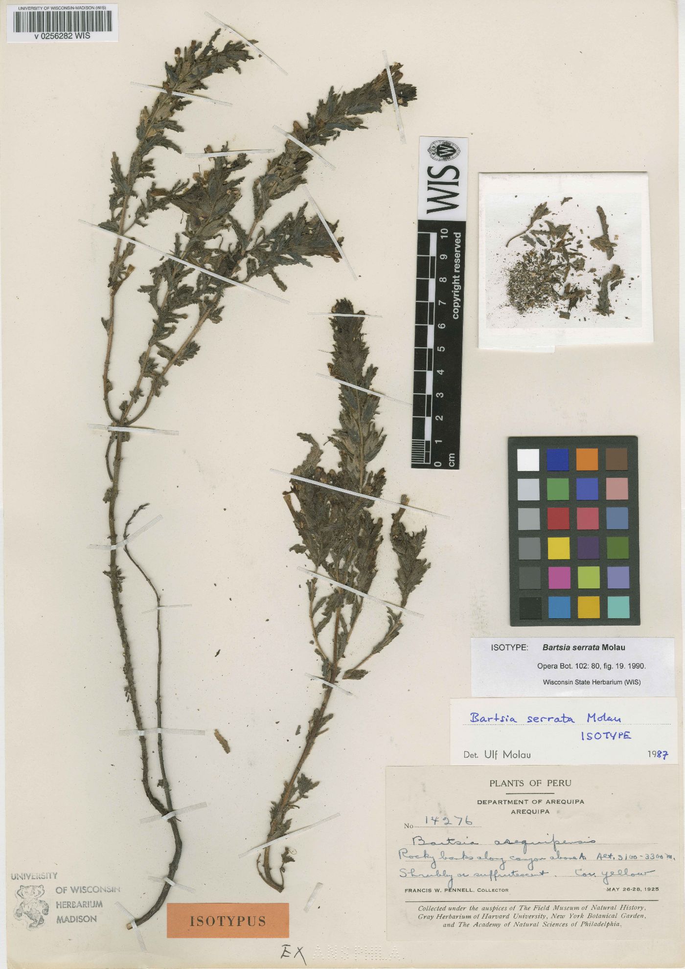 Bartsia serrata image