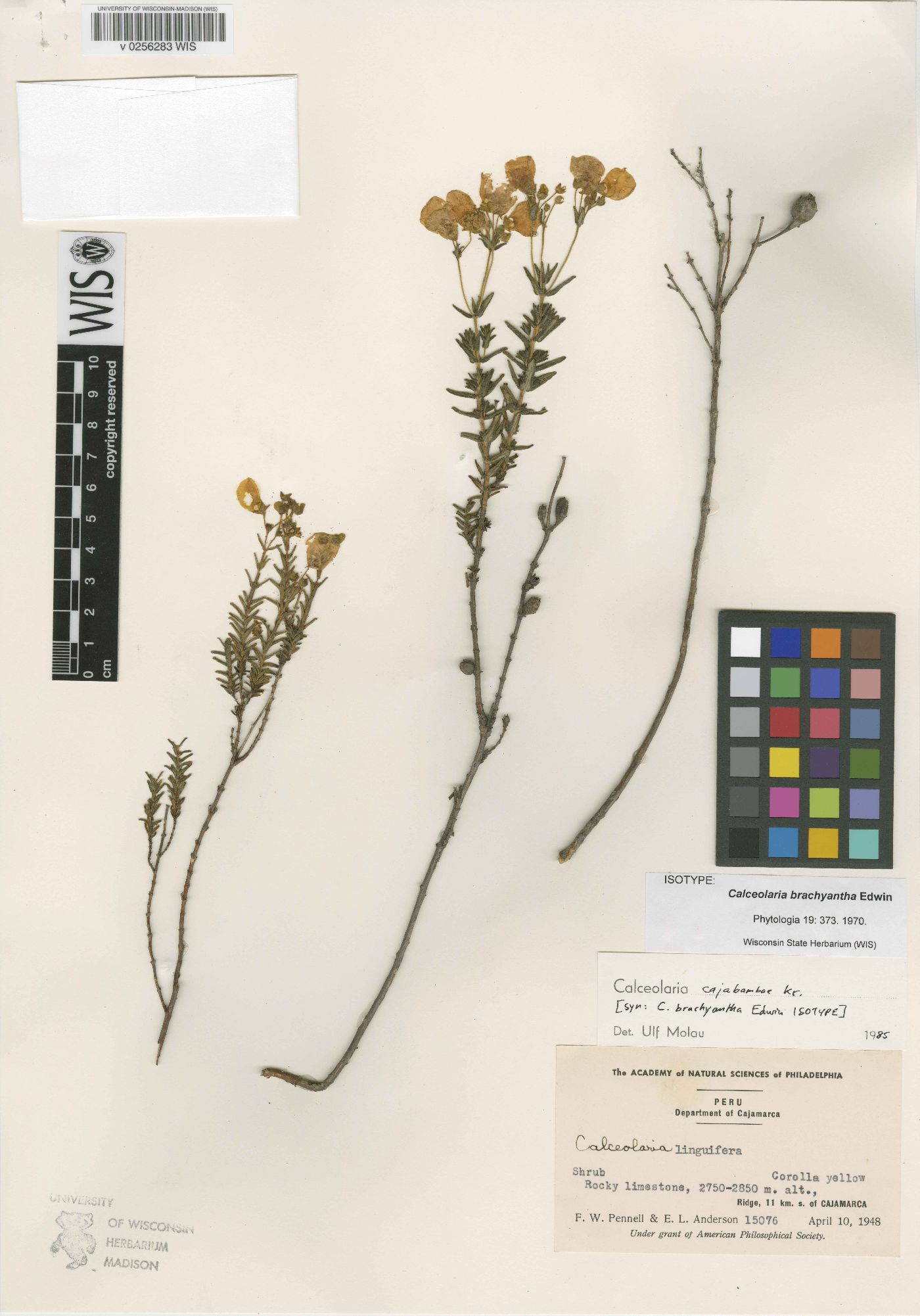 Calceolaria cajabambae image