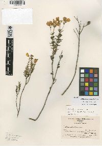 Image of Calceolaria cajabambae