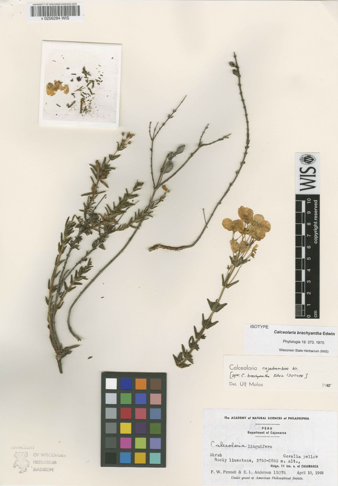 Calceolaria cajabambae image