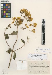 Calceolaria chrysocalyx image