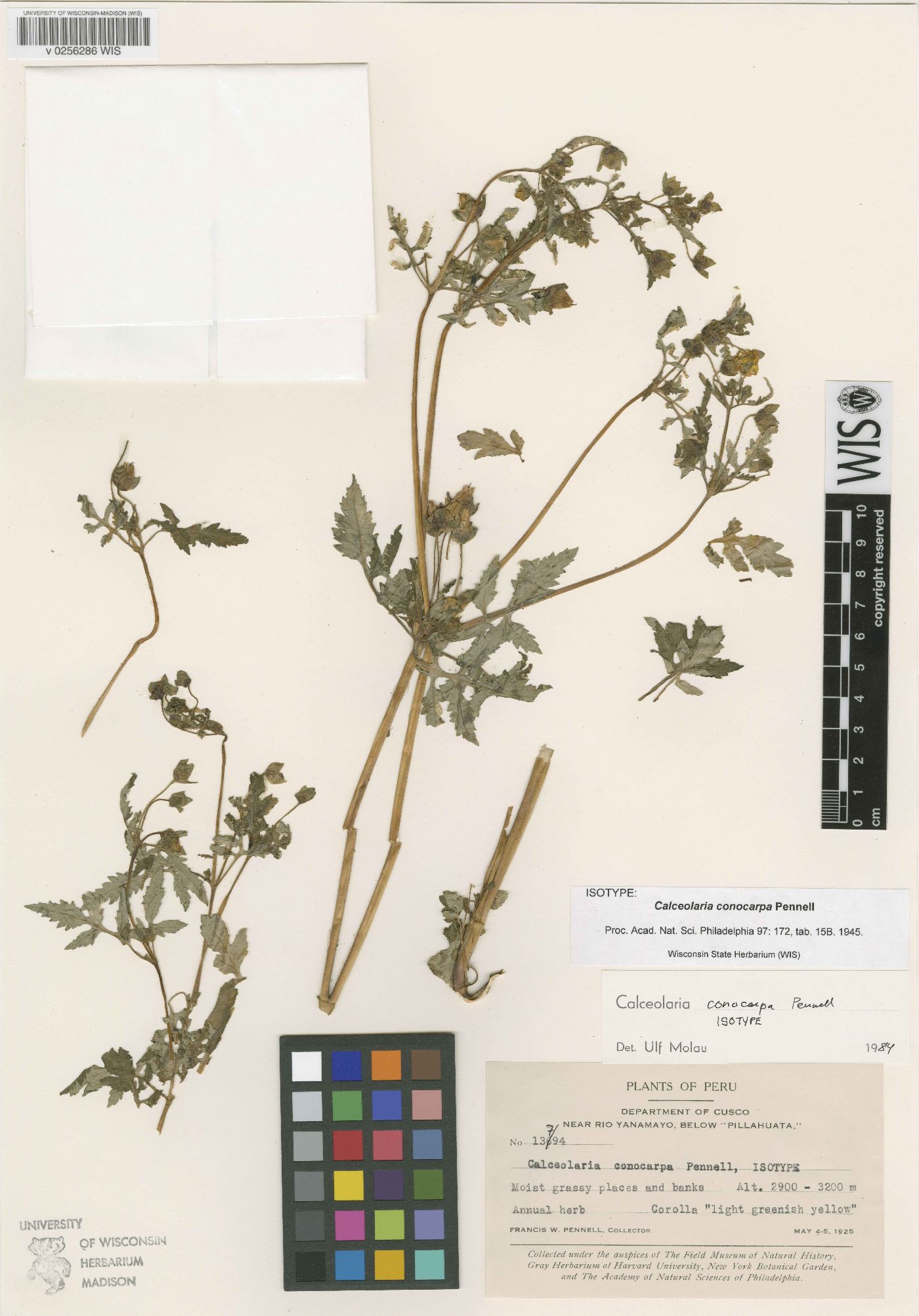 Calceolaria conocarpa image
