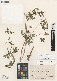 Image of Calceolaria conocarpa