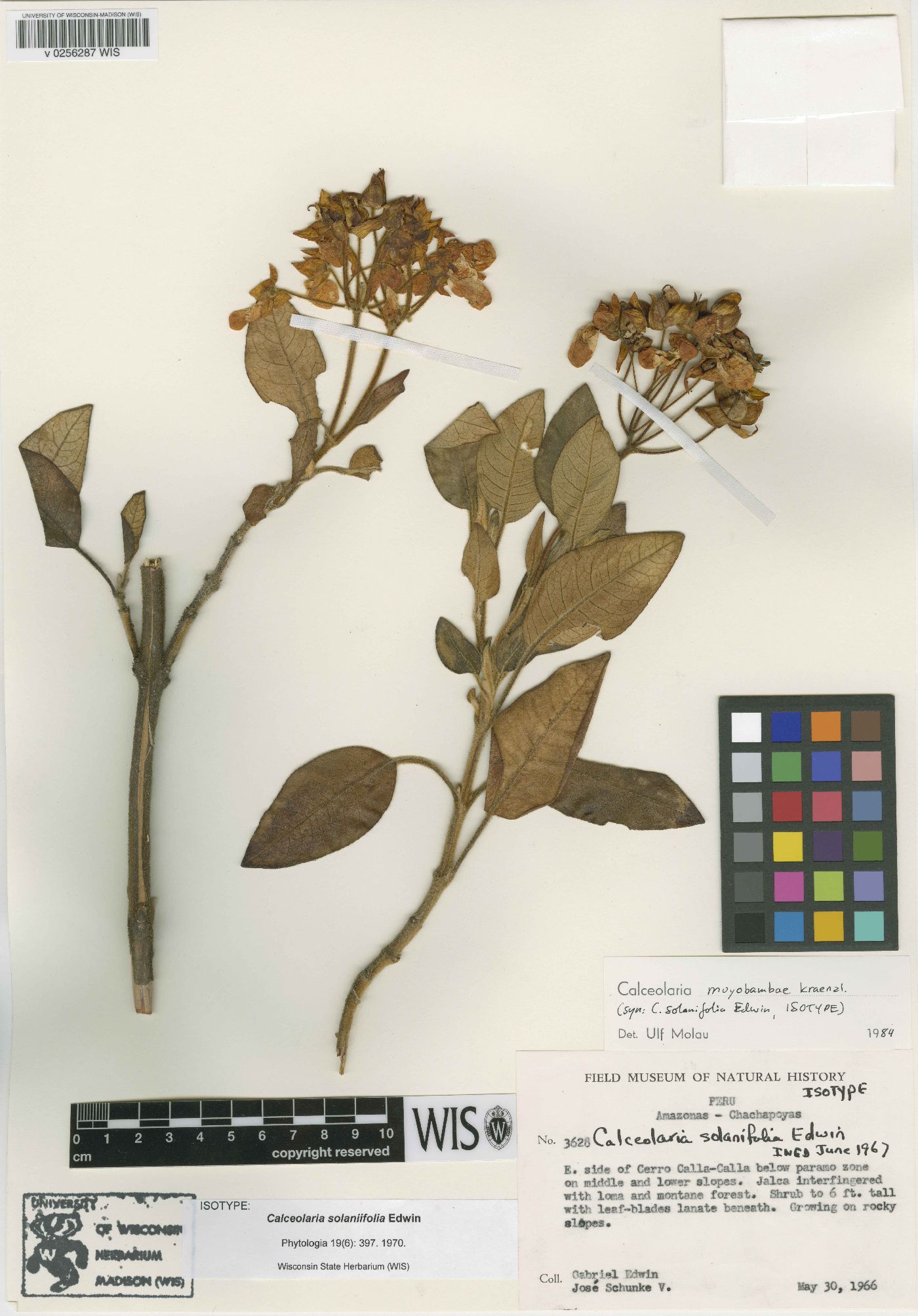 Calceolaria moyobambae image