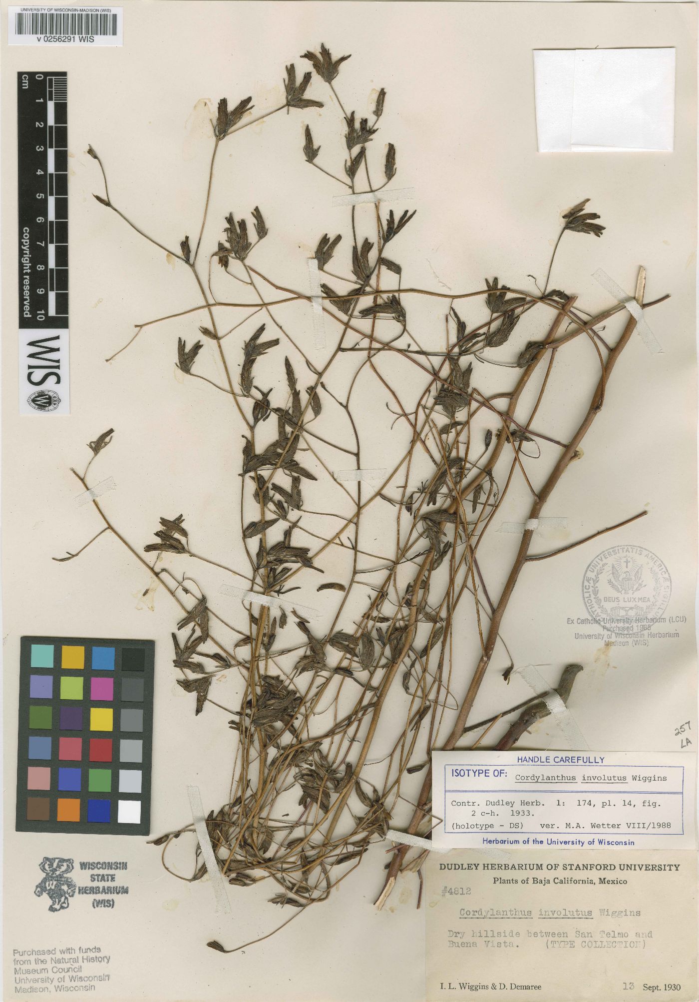 Cordylanthus involutus image