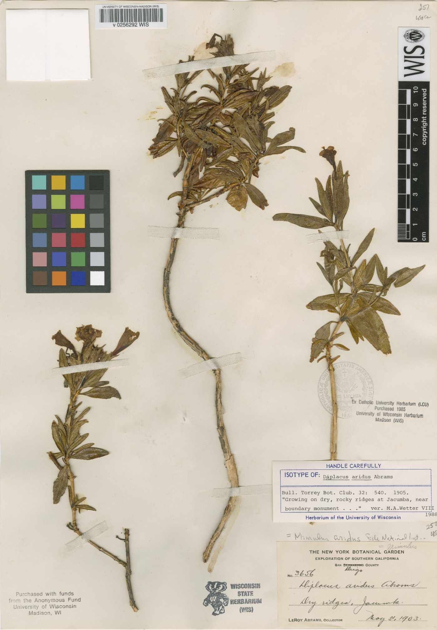 Diplacus aridus image