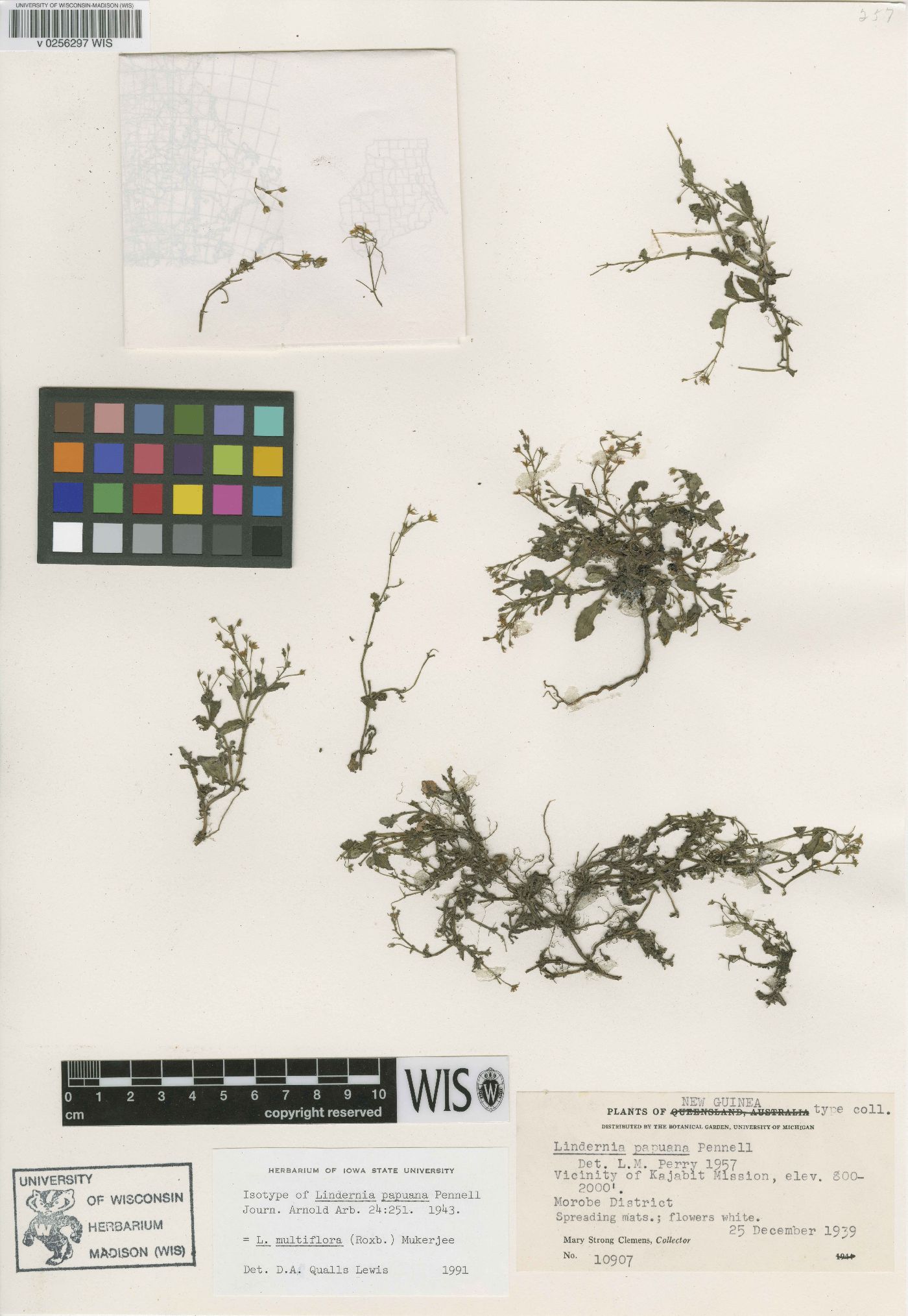 Lindernia multiflora image
