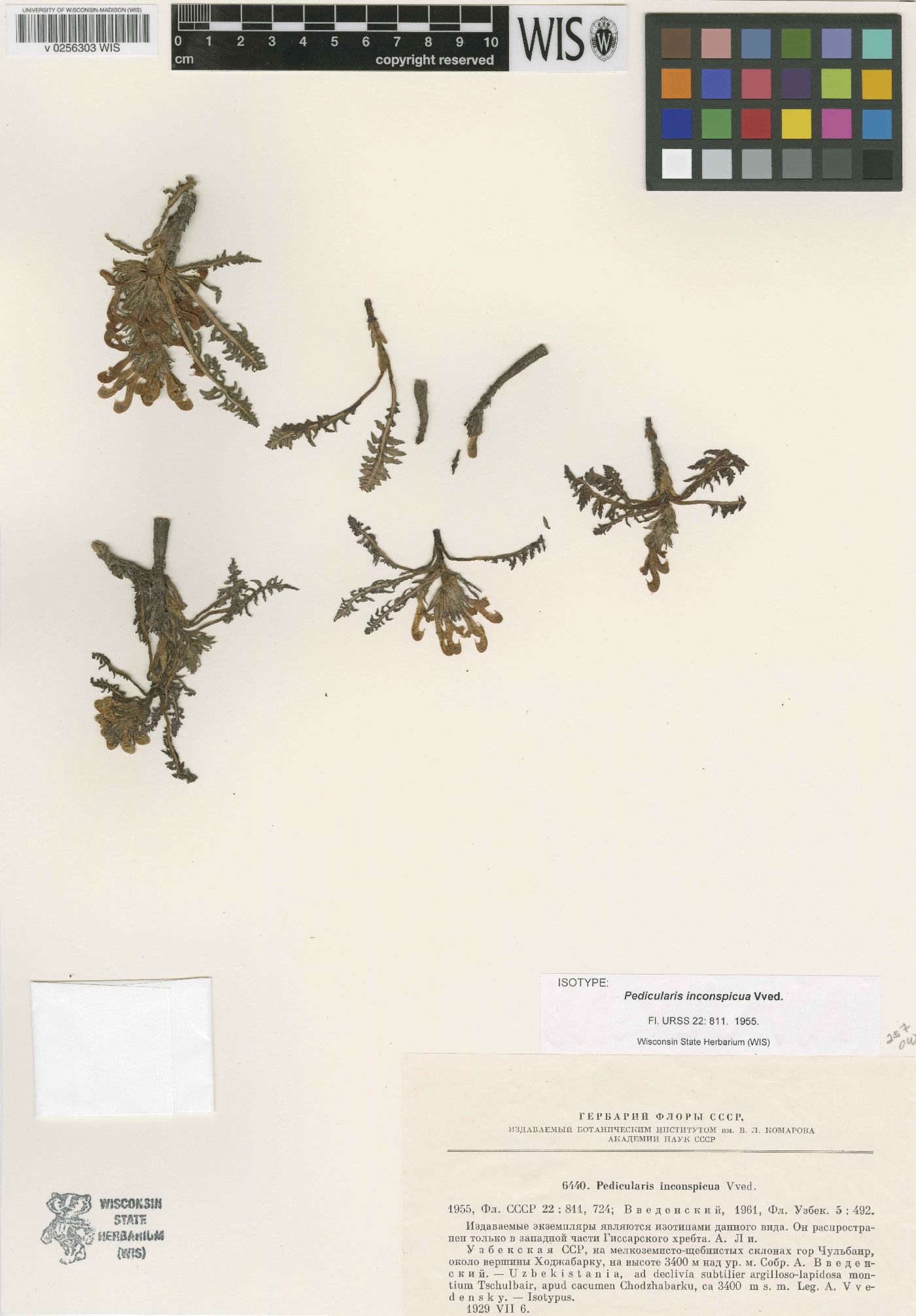 Pedicularis inconspicua image