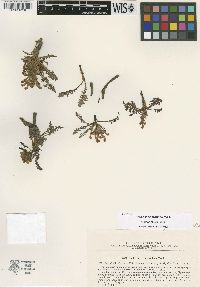 Pedicularis inconspicua image