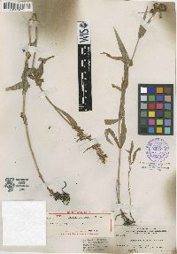 Penstemon laxus image