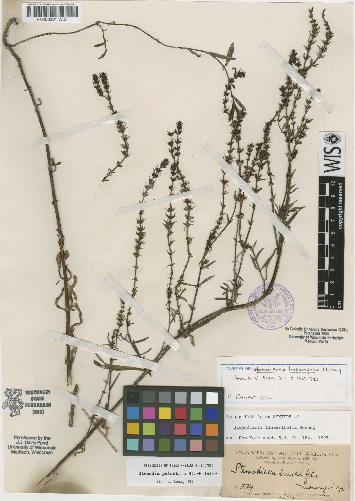 Stemodia palustris image