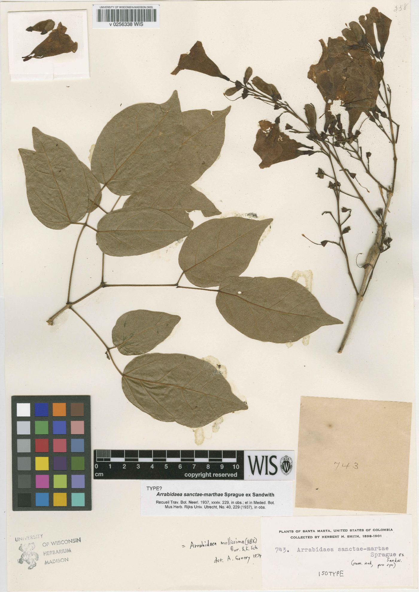 Arrabidaea mollissima image