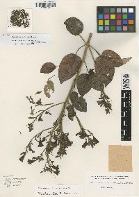 Fridericia candicans image