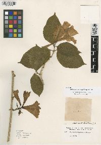 Bignonia pterocalyx image