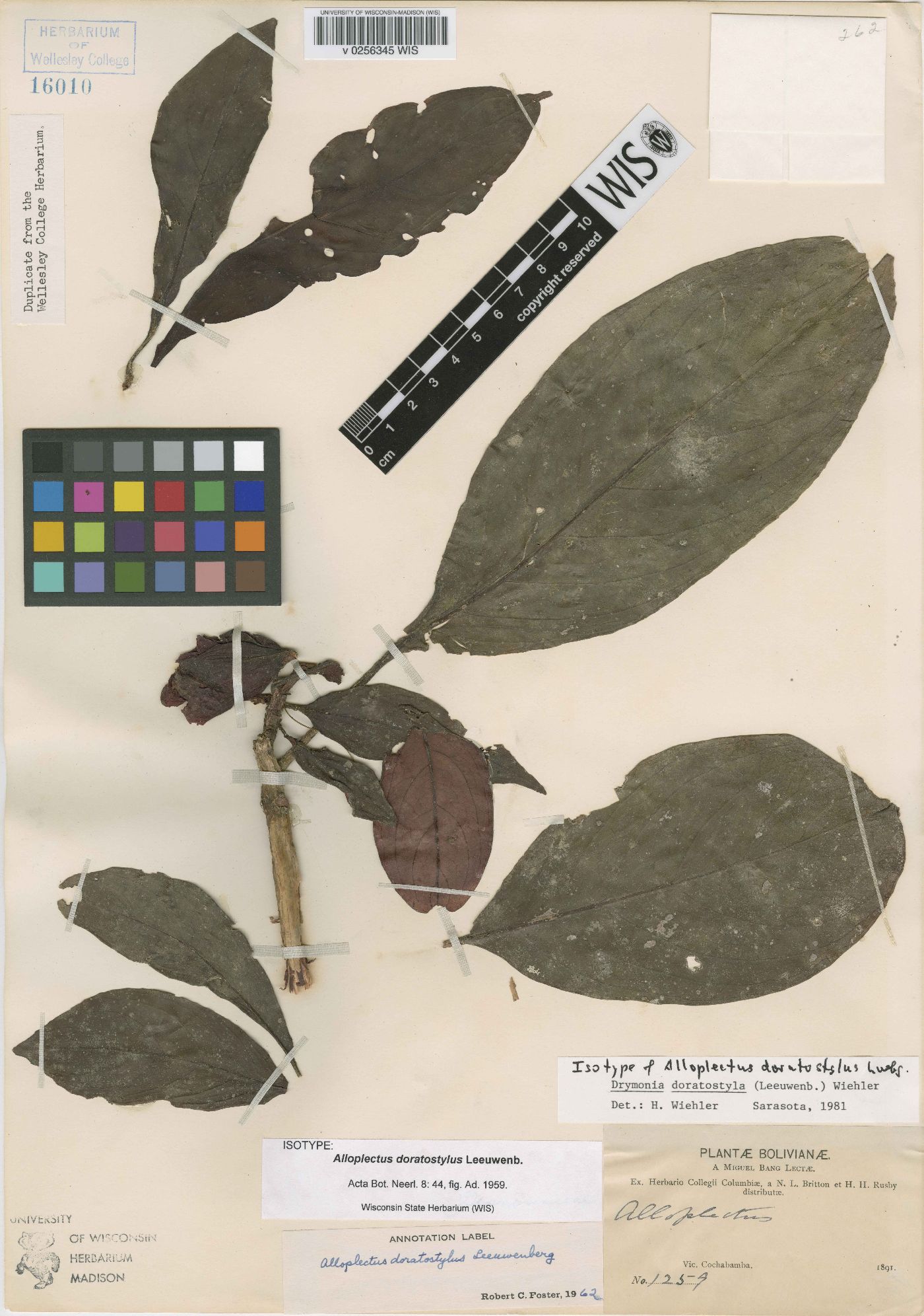 Drymonia doratostyla image