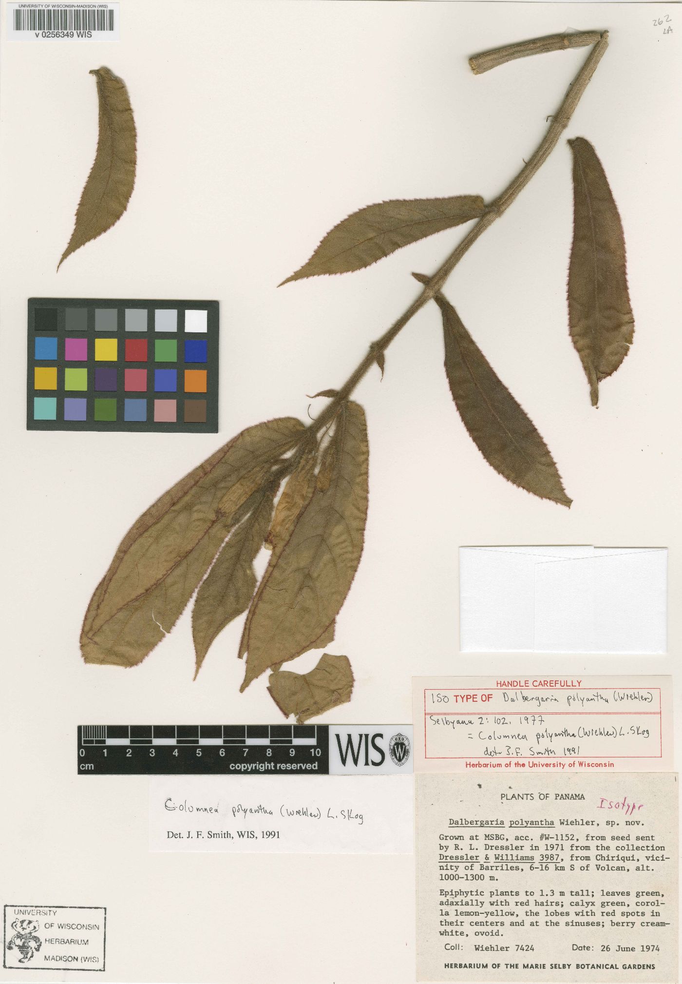 Columnea polyantha image