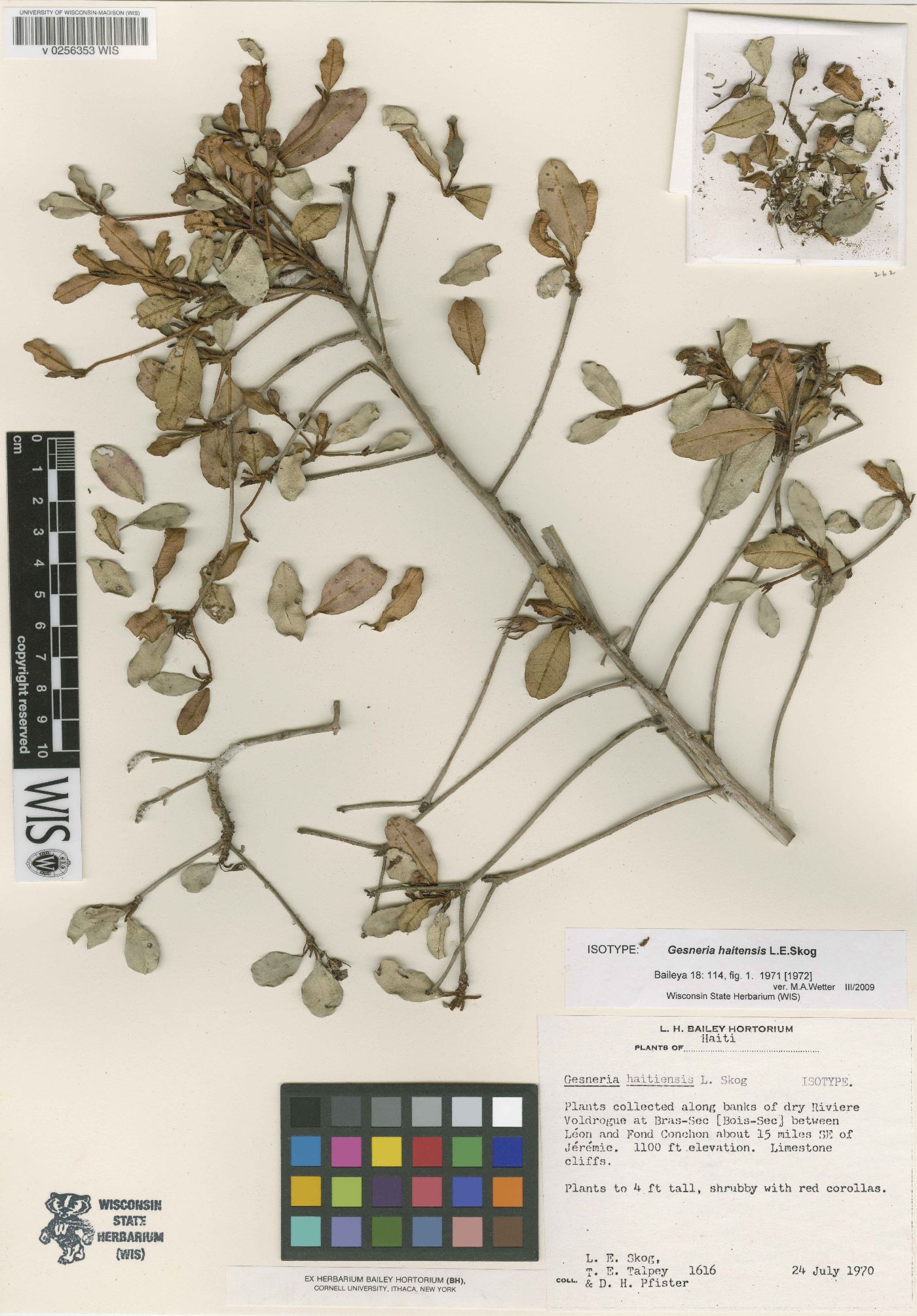 Gesneria haitiensis image