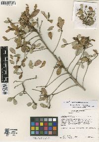 Gesneria haitiensis image