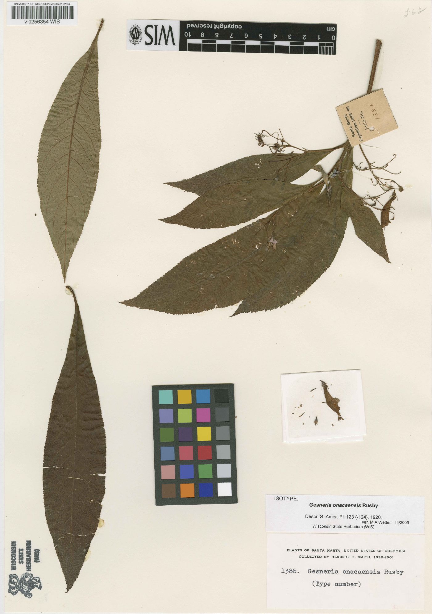 Rhytidophyllum onacaense image