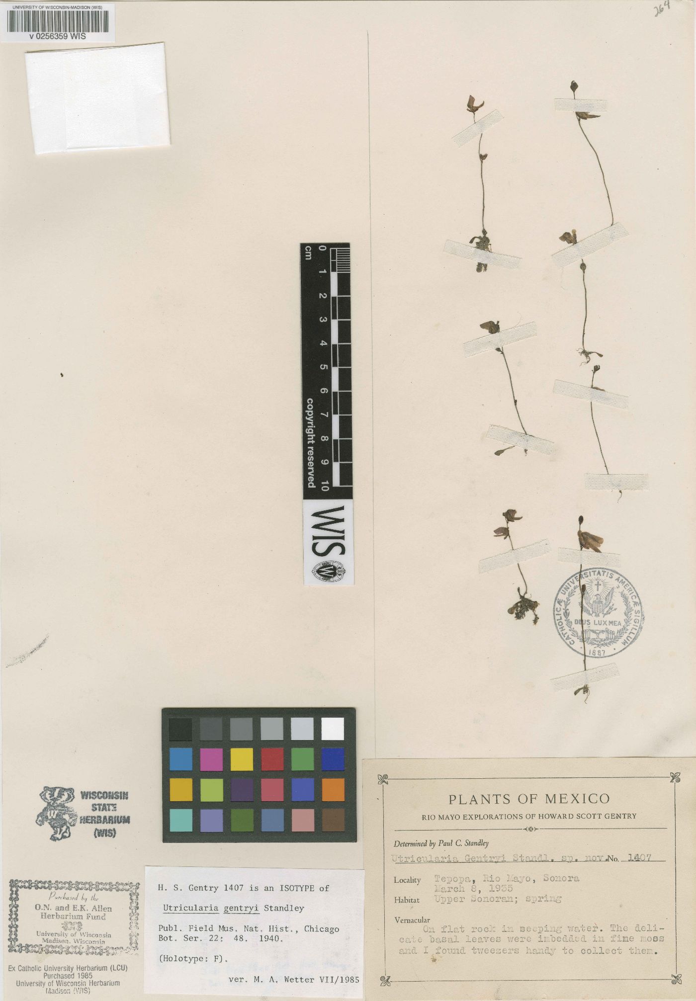 Utricularia gentryi image