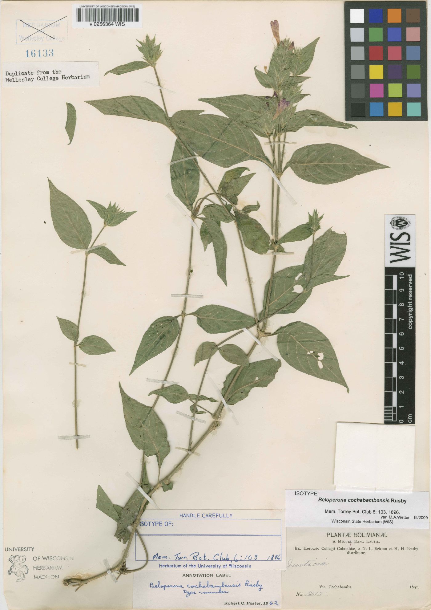 Beloperone cochabambensis image
