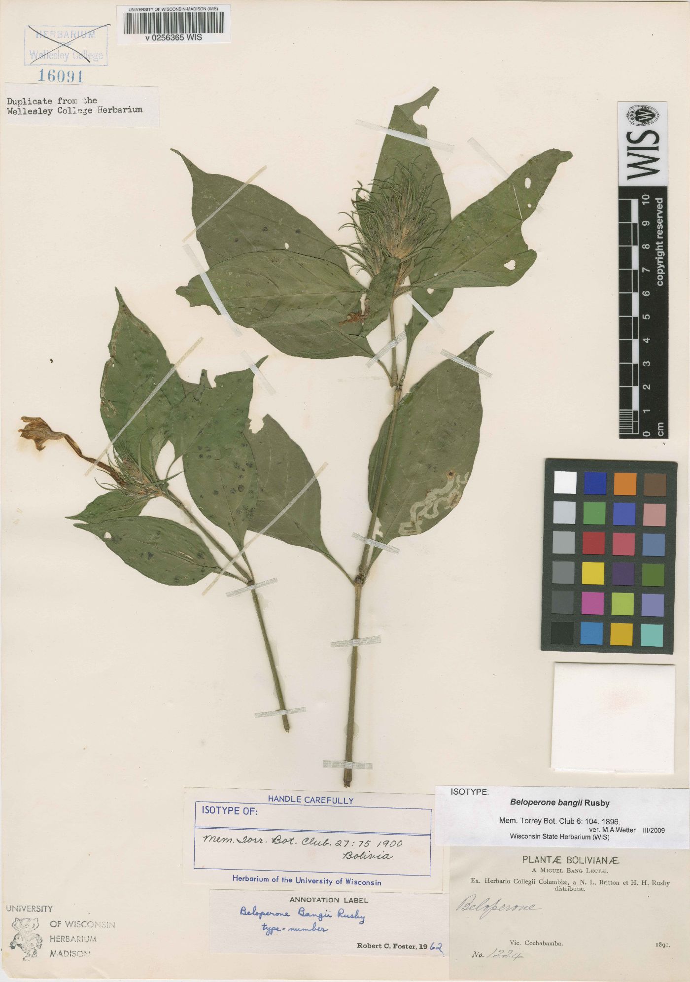 Beloperone bangii image