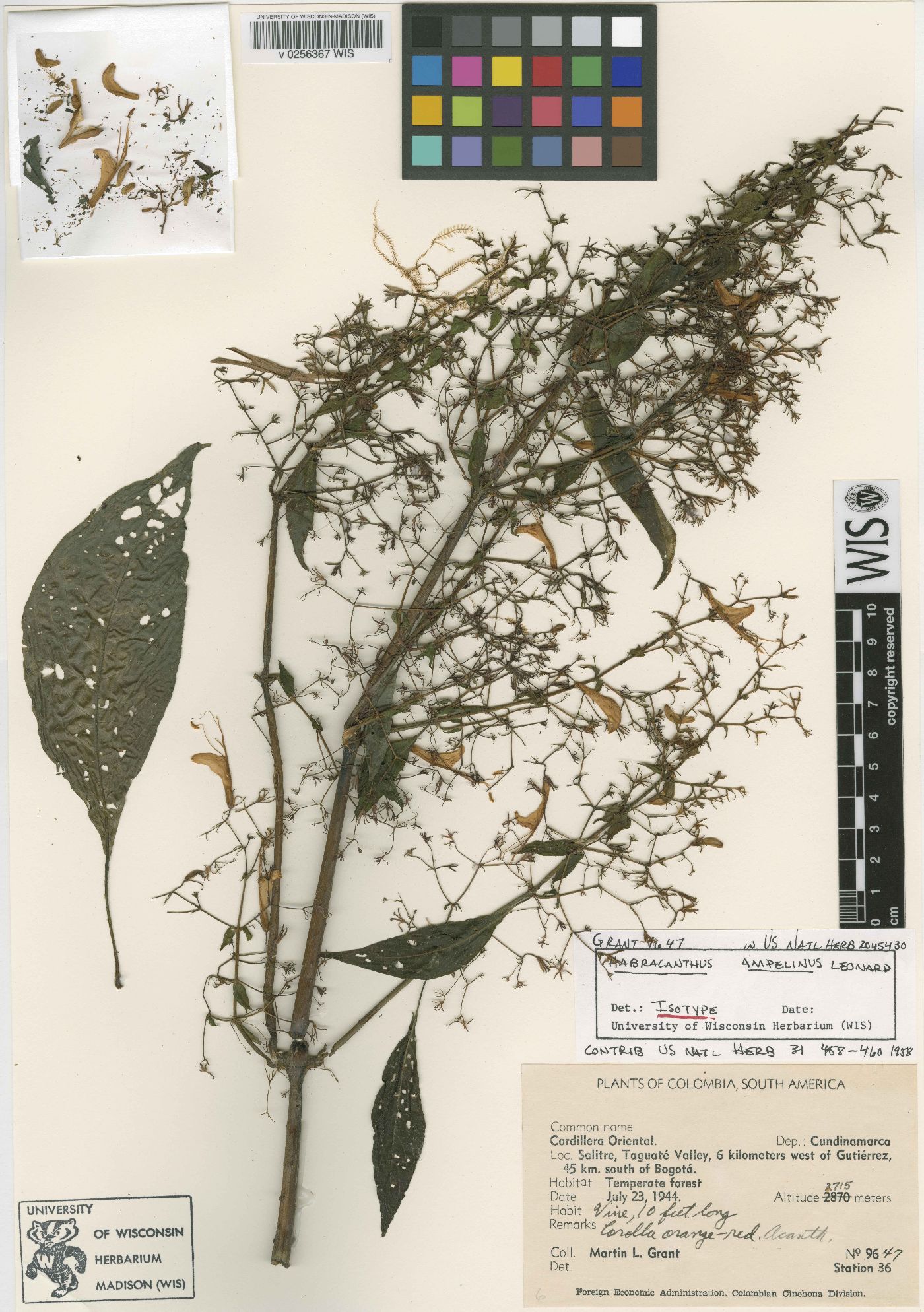 Habracanthus ampelinus image