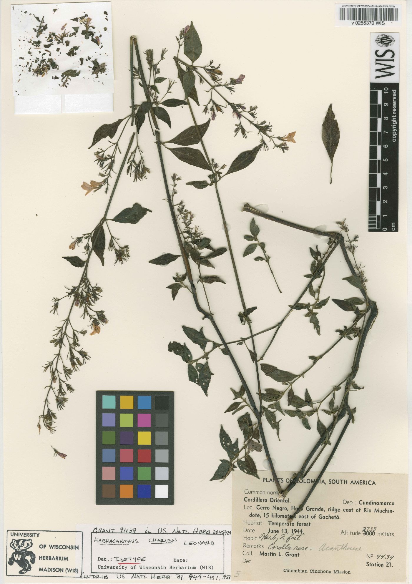 Habracanthus charien image