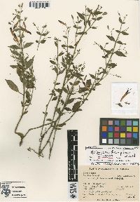 Media resource of Habracanthus pilosus