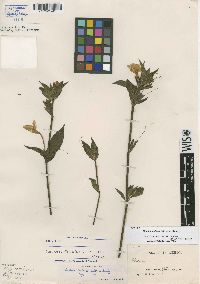 Ruellia jussieuoides image