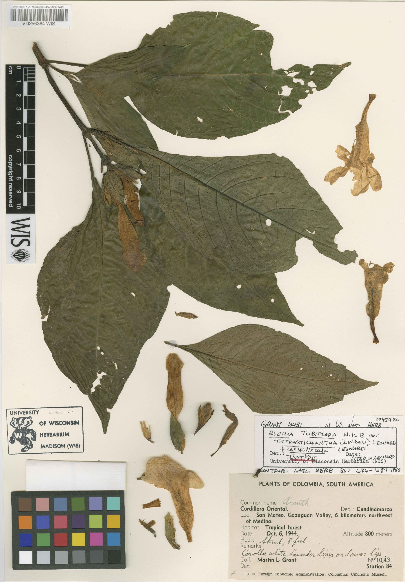 Ruellia tubiflora image