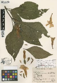 Ruellia tubiflora image