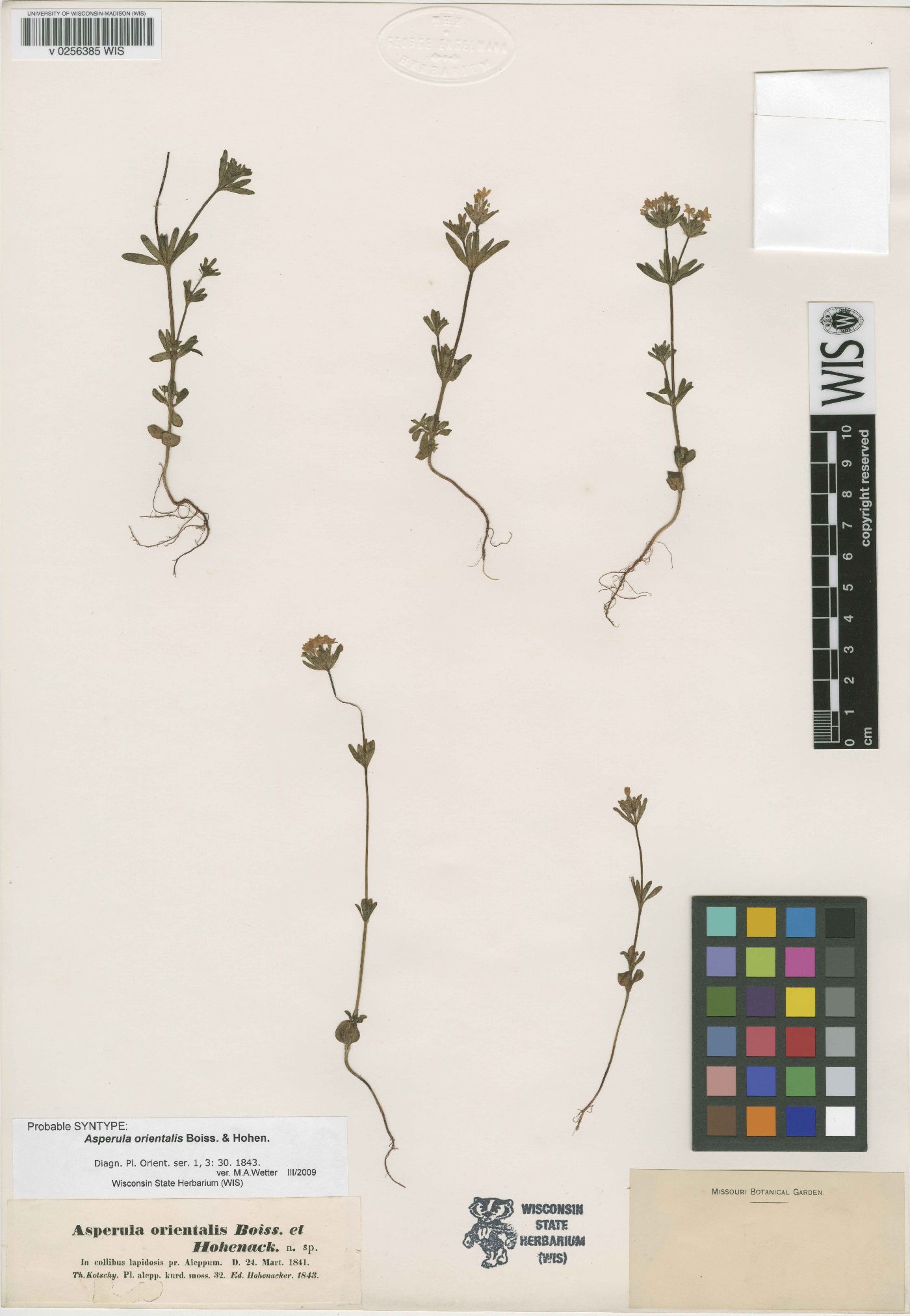 Asperula orientalis image