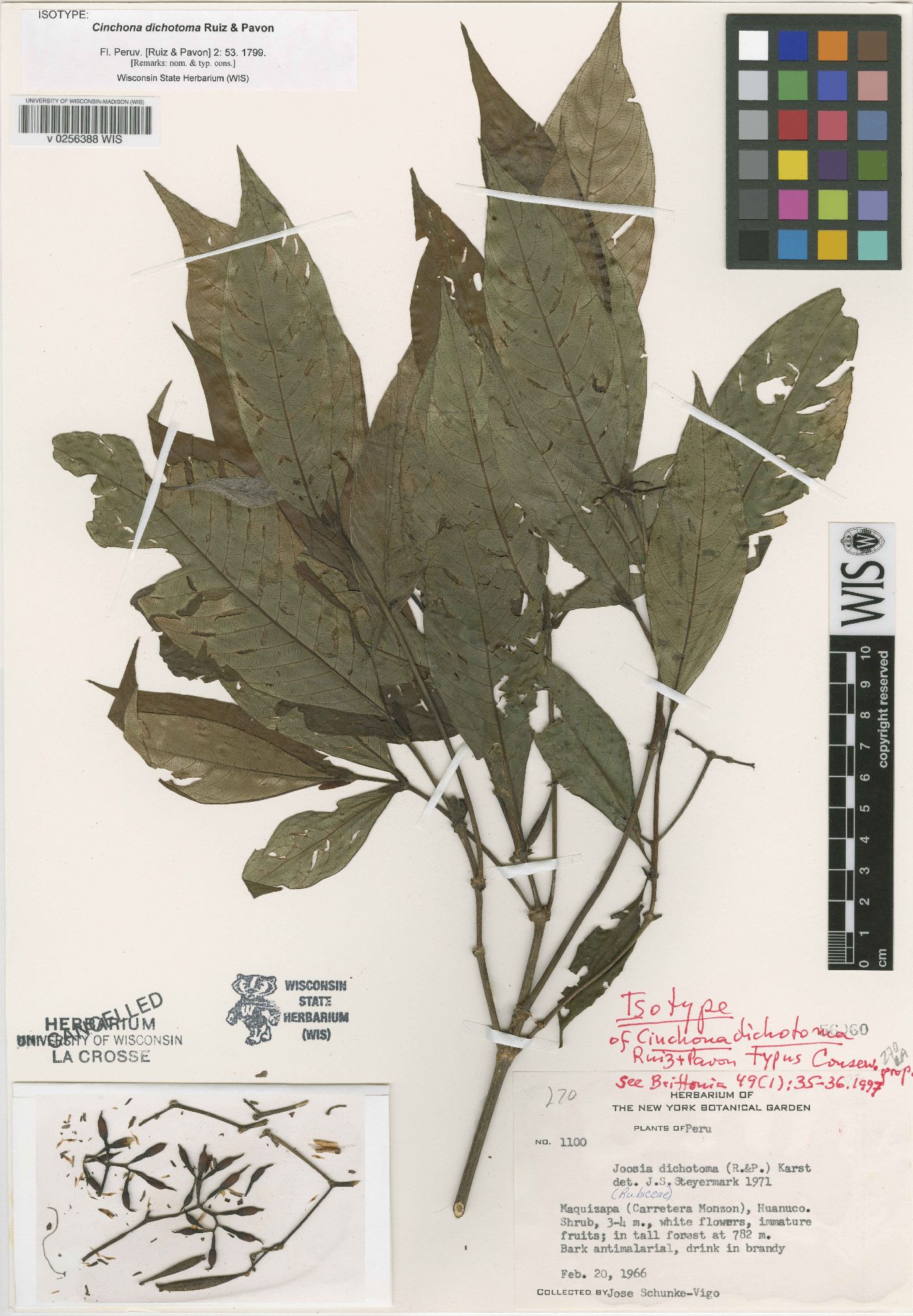 Joosia dichotoma image